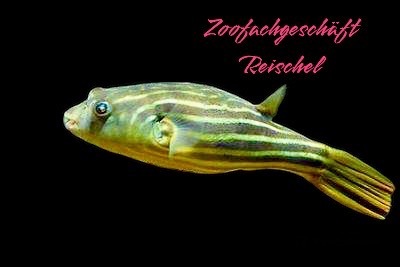 Tetraodon fahaka, lineatus (Nilkugelfisch) 8 cm