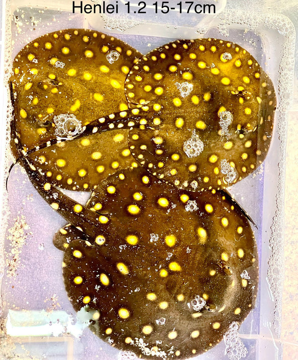 Potamotrygon Henlei 15-17cm Female