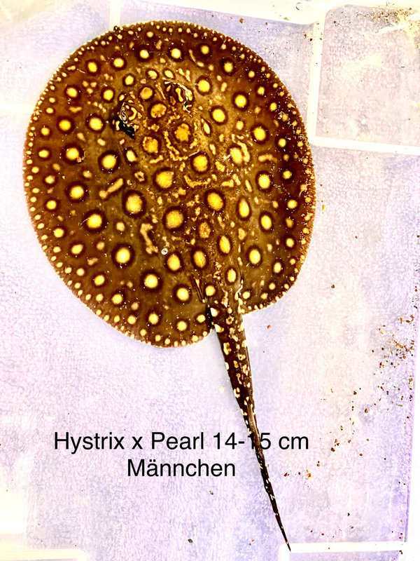 Potamotrygon Hystrix x Pearl 14-15 cm
