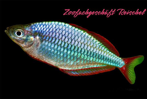 Diamantregenbogenfisch, Melanotaenia pra 4-5cm