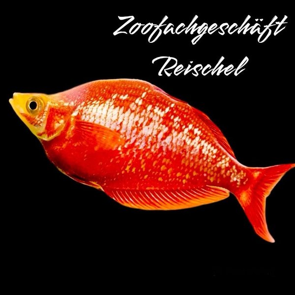 Lachsroter Regenbogenfisch, Glossolepis incisus 5cm