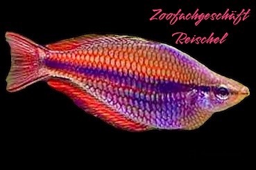 Juwelen-Regenbogenfisch, Melanotaenia trifasciata 5-6cm