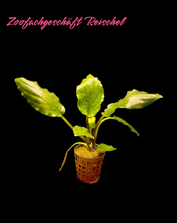 Lagenandra meeboldii green im 5cm Topf