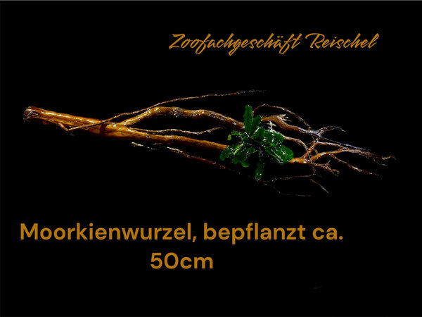 Filigrane Moorkienwurzel, bepflanzt ca.50cm lang