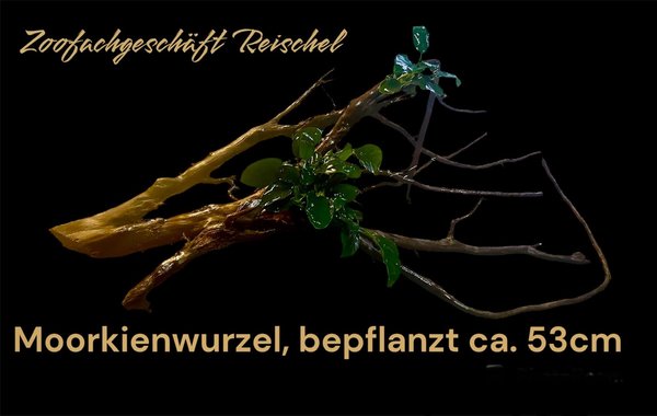 Filigrane Moorkienwurzel, bepflanzt ca.53cm lang
